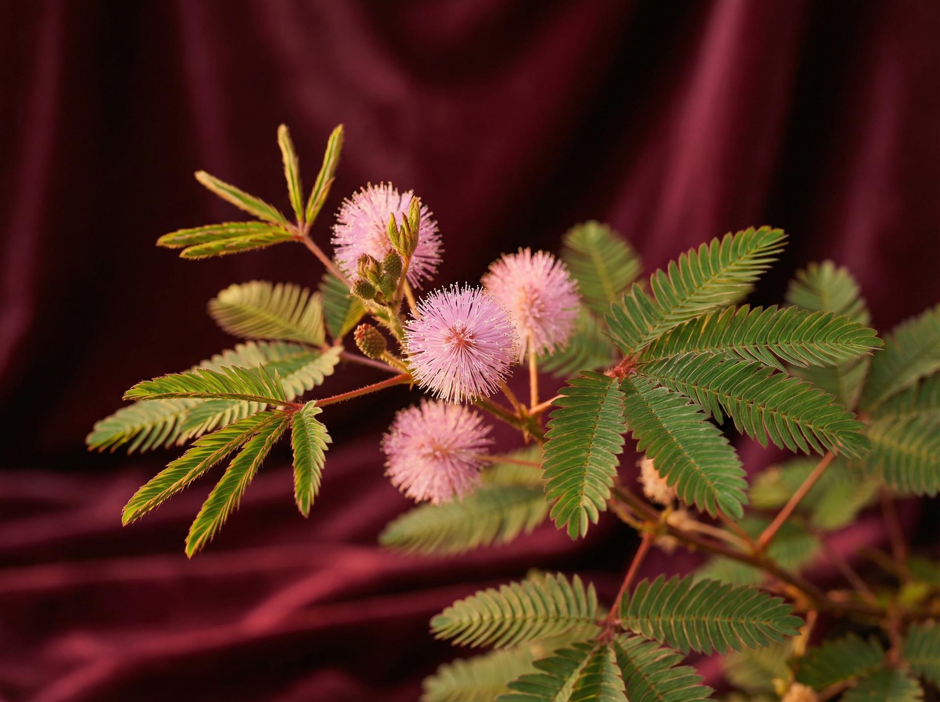 探花植物视频 - 含羞草养护视频教程